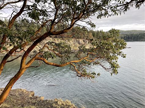 Pacific Madrona (Arbutus menziesii) — Mario Loves Plants