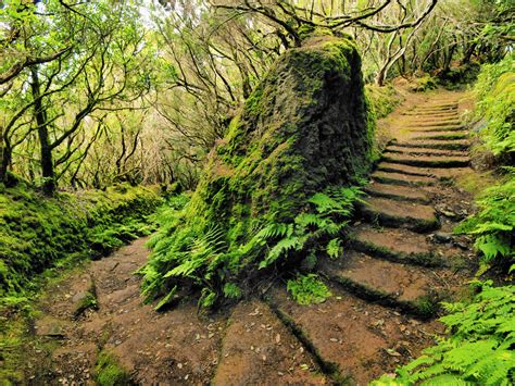 Descubre Los Bosques De Laurisilva De Tenerife Mi Viaje