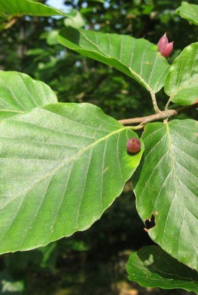 Rotbuche Fagus Sylvatica Rotbuchenhecke Kaufen