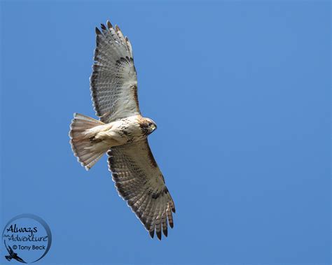 Canadian Birds of Prey - PHOTONews Magazine