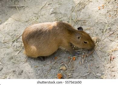 Capybara Sunbathing On Grass Stock Photo 2376958163 | Shutterstock