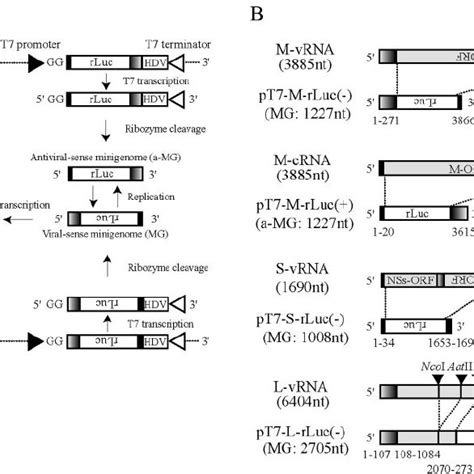 Outline Of The T7 Rna Polymerase Driven Rvfv Minigenome System A And Download Scientific