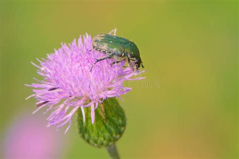 Green Scarab Stock Photo Image Of Insect Beetles Wild 271857320