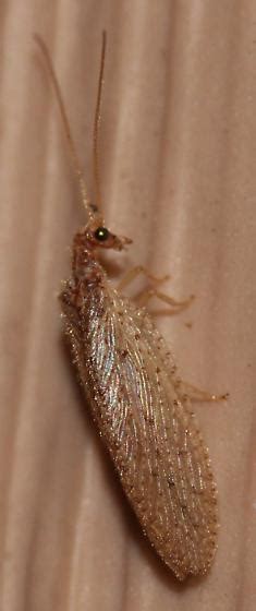 Brown Lacewing Micromus Bugguide