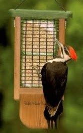 Is There a Pileated Woodpecker Nest Box?