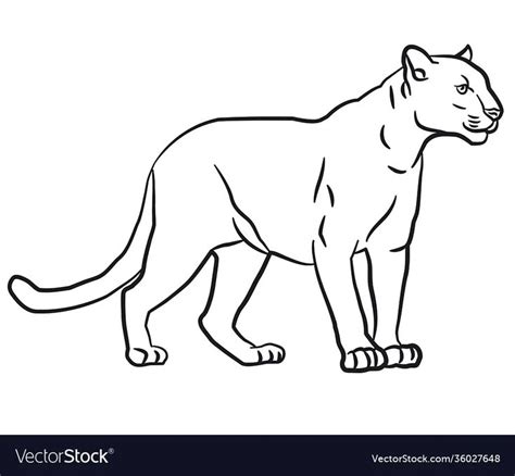 Wild Puma Royalty Free Vector Image VectorStock Puma Dibujo Puma