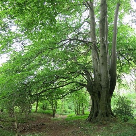 Ancient Lime Trees In Lineover Wood Near Dowdeswell In The Cotswolds