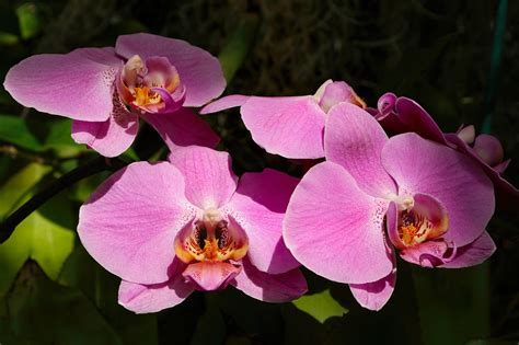 Orchideen Pinke Blumen Natur Kostenloses Foto Auf Pixabay Pixabay