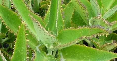 Orgonitas Canarias Kalanchoe Un Remedio Natural Contra El C Ncer