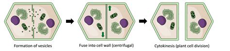 Cytokinesis