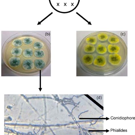 Transference scheme of fungi into Petri plate in order to obtain... | Download Scientific Diagram