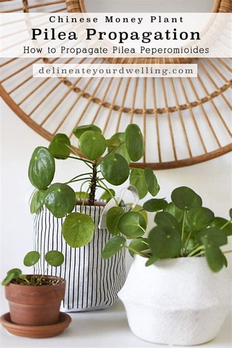 How To Propagate Pilea Delineate Your Dwelling