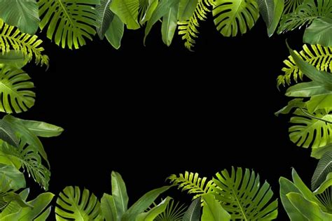 Jungle leaves background Images - Search Images on Everypixel