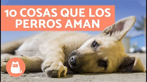 10 Cosas Que Los Perros AMAN YouTube