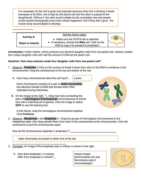 Solution Meiosis Gizmo Answer Key Bio 9 Studypool