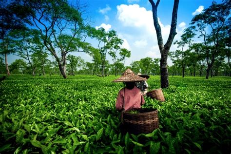 5,118 Assam Tea Garden Images, Stock Photos, 3D objects, & Vectors ...