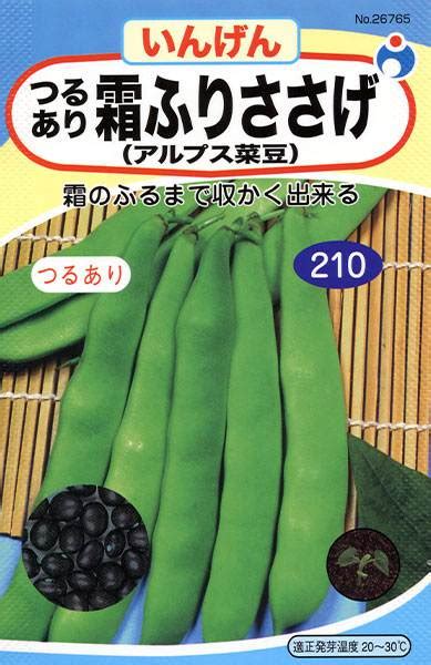 つるなしモロッコ菜豆いんげん 株式会社ウタネ