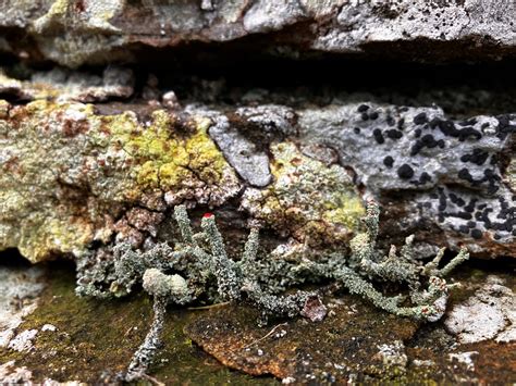 Jon Dunn On Twitter Drystone Walls In Northumberland This Weekend