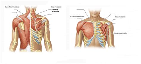 Scapular Muscles Diagram Quizlet