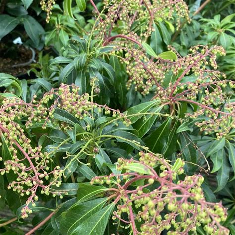 Pieris Japonica Red Mill L Shrub Garden Scene Jersey