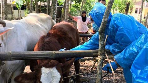 Wabah Pmk Terus Meluas Dpkh Gunungkidul Sebut Sapi Mati Dan