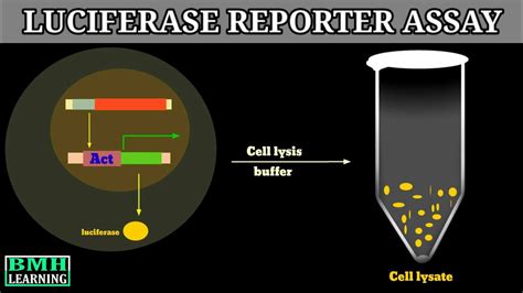 Luciferase Reporter Assay Reporter Gene Assay Youtube