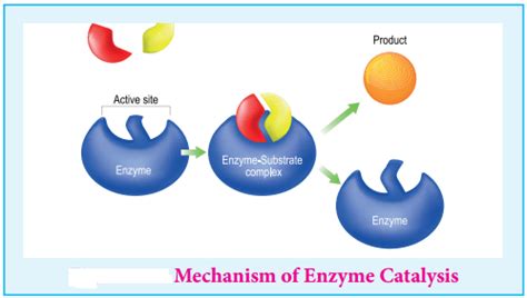 Enzyme Catalysis