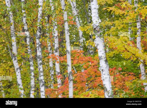 Birch Maple Trees Fall Autumn Colour Hi Res Stock Photography And