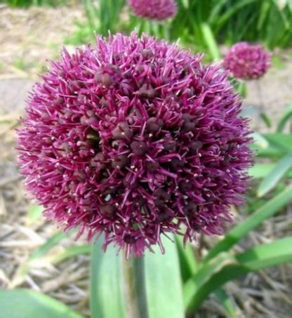 Allium Ostara Flora Vivaio Online Bologna