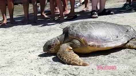 Mondello Liberate Quattro Tartarughe Caretta Caretta