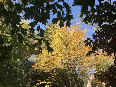 Best Fall Foliage In N J Check These Maps To Find The Most Colorful