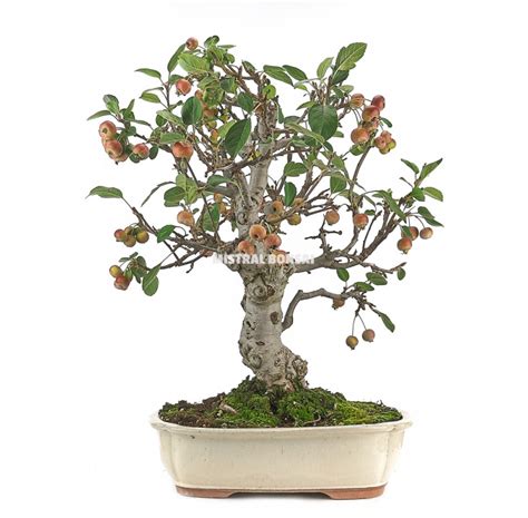 Malus Sp Bonsa Ans Pommier Ext Rieur Mistral Bonsai