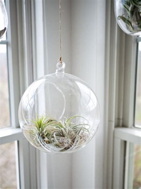 Diy What Are Air Plants And How To Grow Your Own