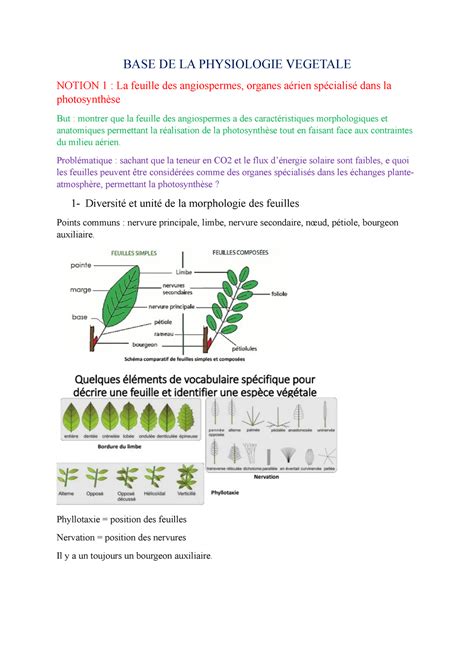 Base De La Physiologie Vegetale Cm Base De La Physiologie Vegetale