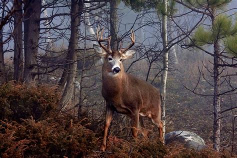 Pin on Deer Season