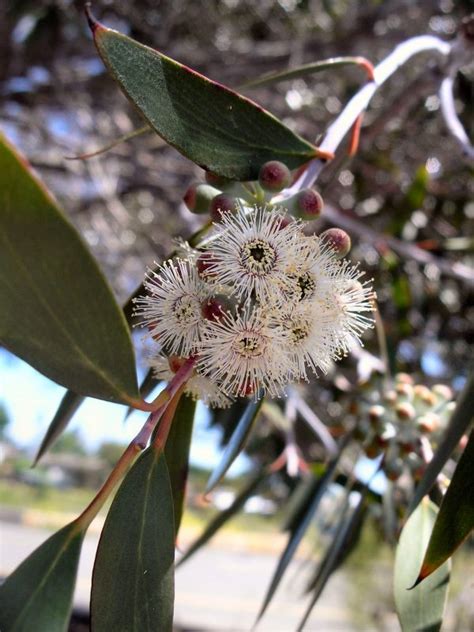 Eucalyptus Pauciflora Seeds Snow Gum Twining Vine Garden