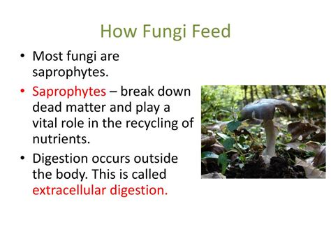 Ppt Section 53 Kingdom Fungi Pgs 152 158 Powerpoint Presentation