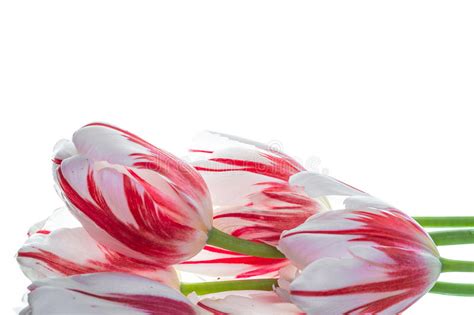 Red And White Tulips Stock Photo Image Of Bunch Spring 93580494