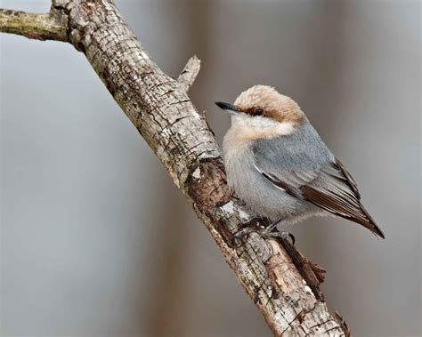 Brown Headed Nuthatch