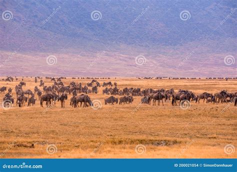 Bestand Von Wilde Tiere Und Wilde Tiere Im Ngorongoro Krater