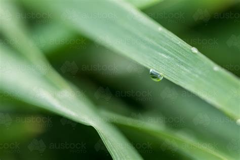 Image Of Macro Shot Of One Raindrop On A Blade Of Grass Austockphoto