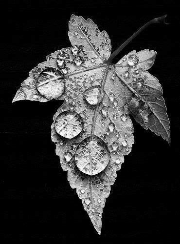 Black and White Art Drawing of Leaves