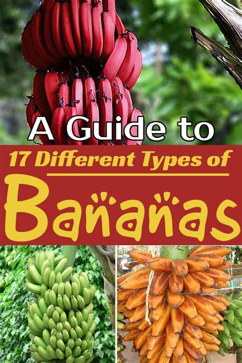 A Guide To 17 Different Types Of Bananas Artofit