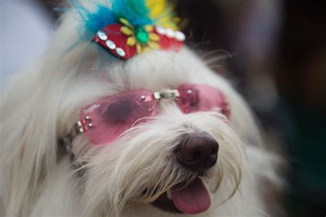 26 Majestic Dogs Who Totally Redefine Perfection | HuffPost