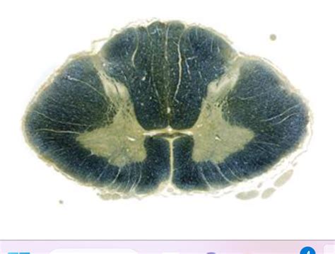 E Rexed Laminae Diagram Quizlet