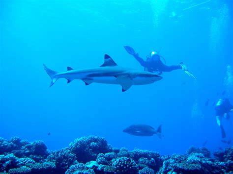 Perfect Diving In Bora Bora 2025 Roveme