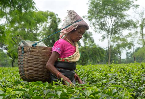 India Encourages Tea Production in New Areas, as Well as Small Tea Growers | World Tea News