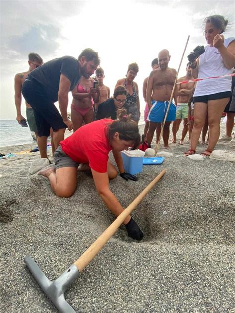 Reggio Spettacolo Sulla Spiaggia Di Bocale Per Una Tartaruga Che