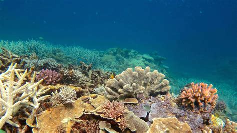 Viele Korallen Am Great Barrier Reef Sind Tot