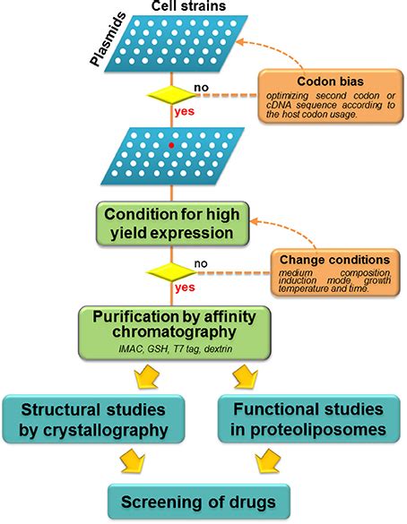 Work Flow Of Heterologous Over Expression Of Membrane Transporters Download Scientific Diagram